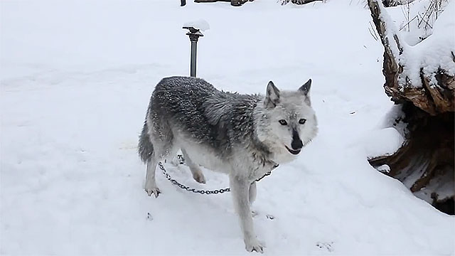 alaska-rescue