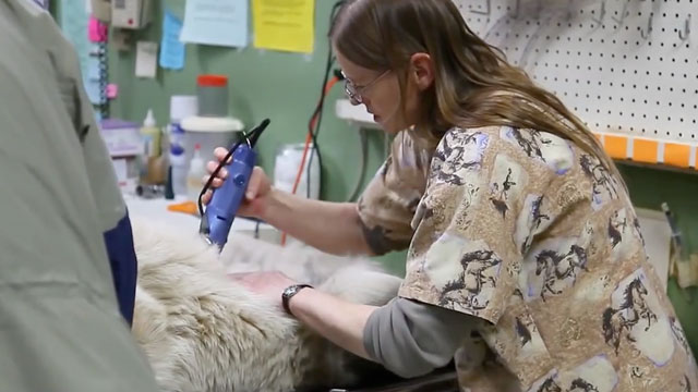 alaska-rescue2