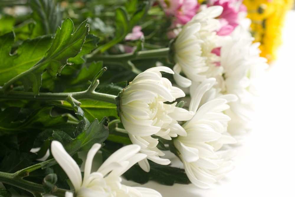 菊の献花