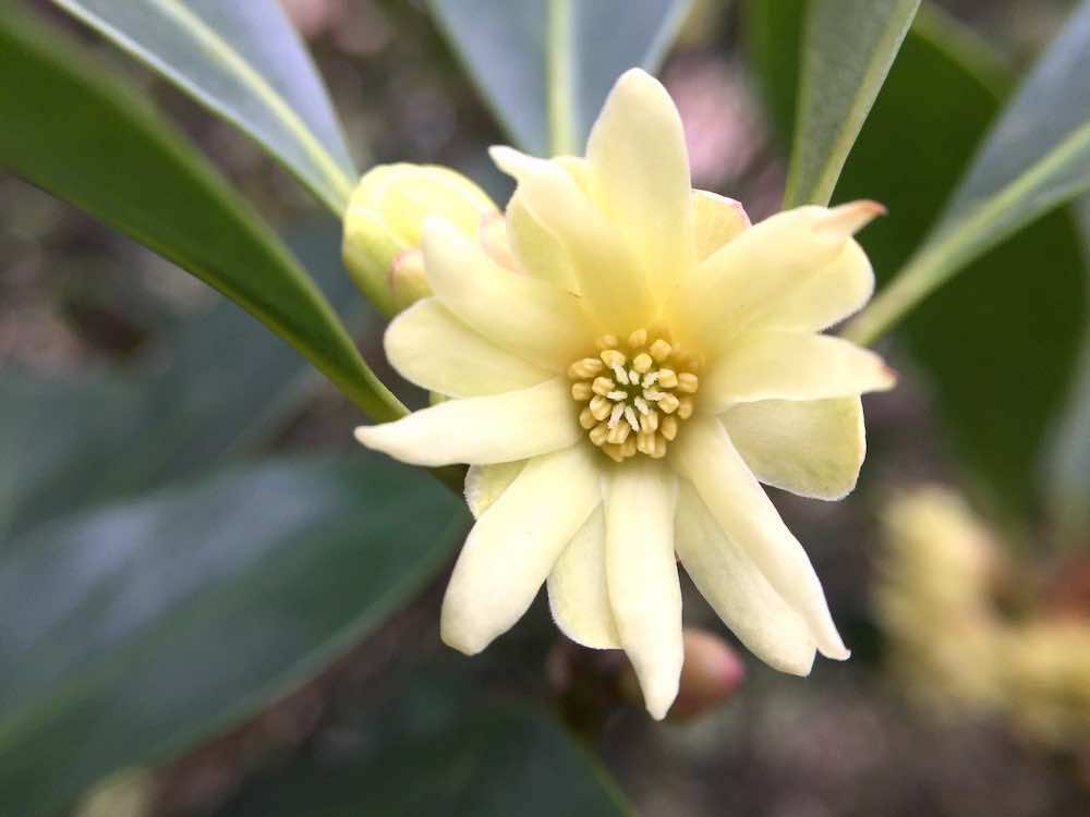 樒の花
