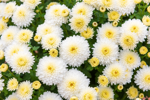 小菊
