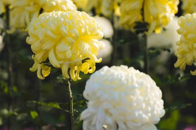 菊の花