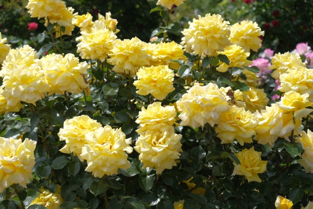 庭園の花